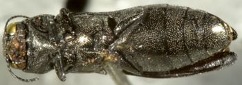 Media type: image;   Entomology 2125 Aspect: habitus ventral view